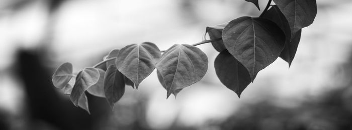 Close-up of leaves on plant