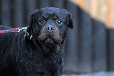 Close-up portrait of a dog