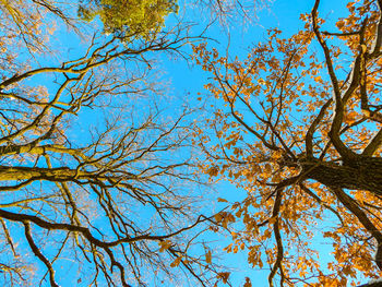 Low angle view of tree against blue sky