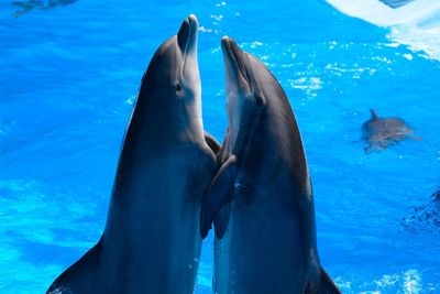 Close-up of dolphins jumping in sea