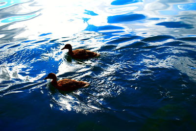 High angle view of duck swimming in lake