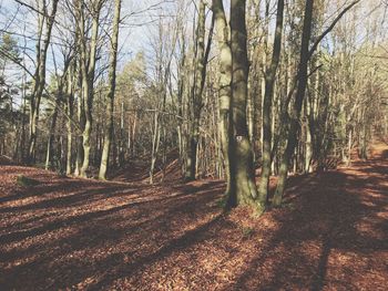 Trees in forest