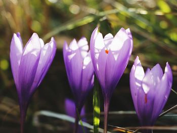 Close-up of purple crocus flowers