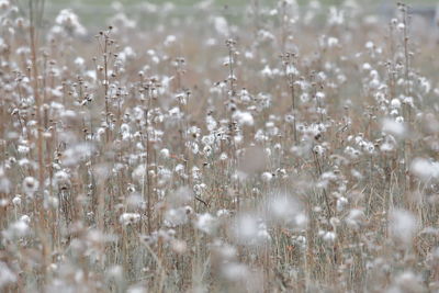 Full frame shot of snow on field