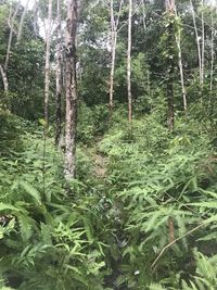 Plants and trees in forest