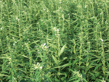 Full frame shot of plants growing on field