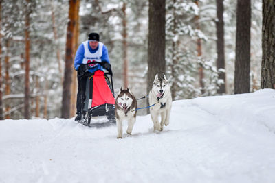 Full length of dog on snow covered land