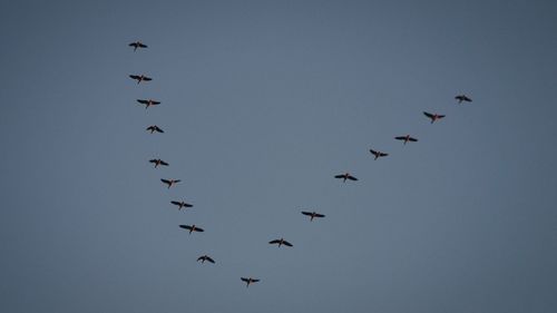 Low angle view of birds flying against clear sky