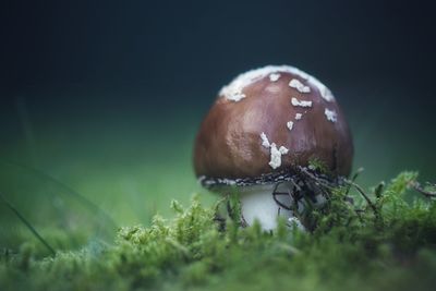 Close-up of mushroom growing on field