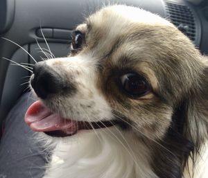 Close-up of dog looking away