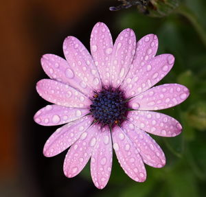 Close-up of pink flower blooming outdoors