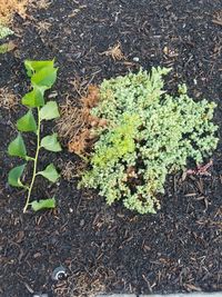 High angle view of plants growing on field