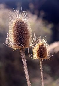 Close up of plant