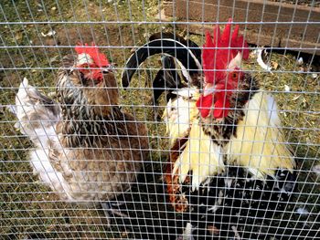 Close-up of rooster in cage