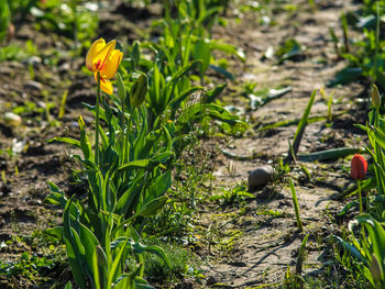 Close-up of crocus blooming on field