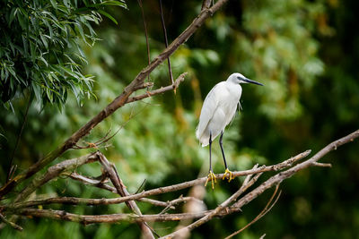 Bird perching on a tree