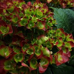 Full frame shot of leaves