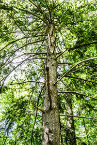 Low angle view of bamboo trees in forest