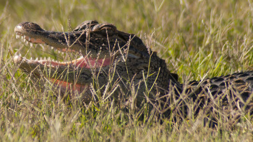 Close-up of lizard on grass