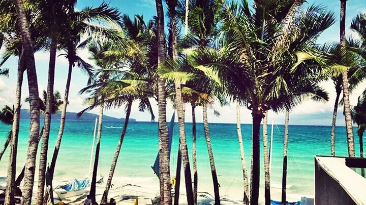 sea, palm tree, water, tree, horizon over water, tree trunk, blue, beach, tranquility, tranquil scene, scenics, beauty in nature, nature, sky, growth, shore, tropical climate, vacations, idyllic, branch