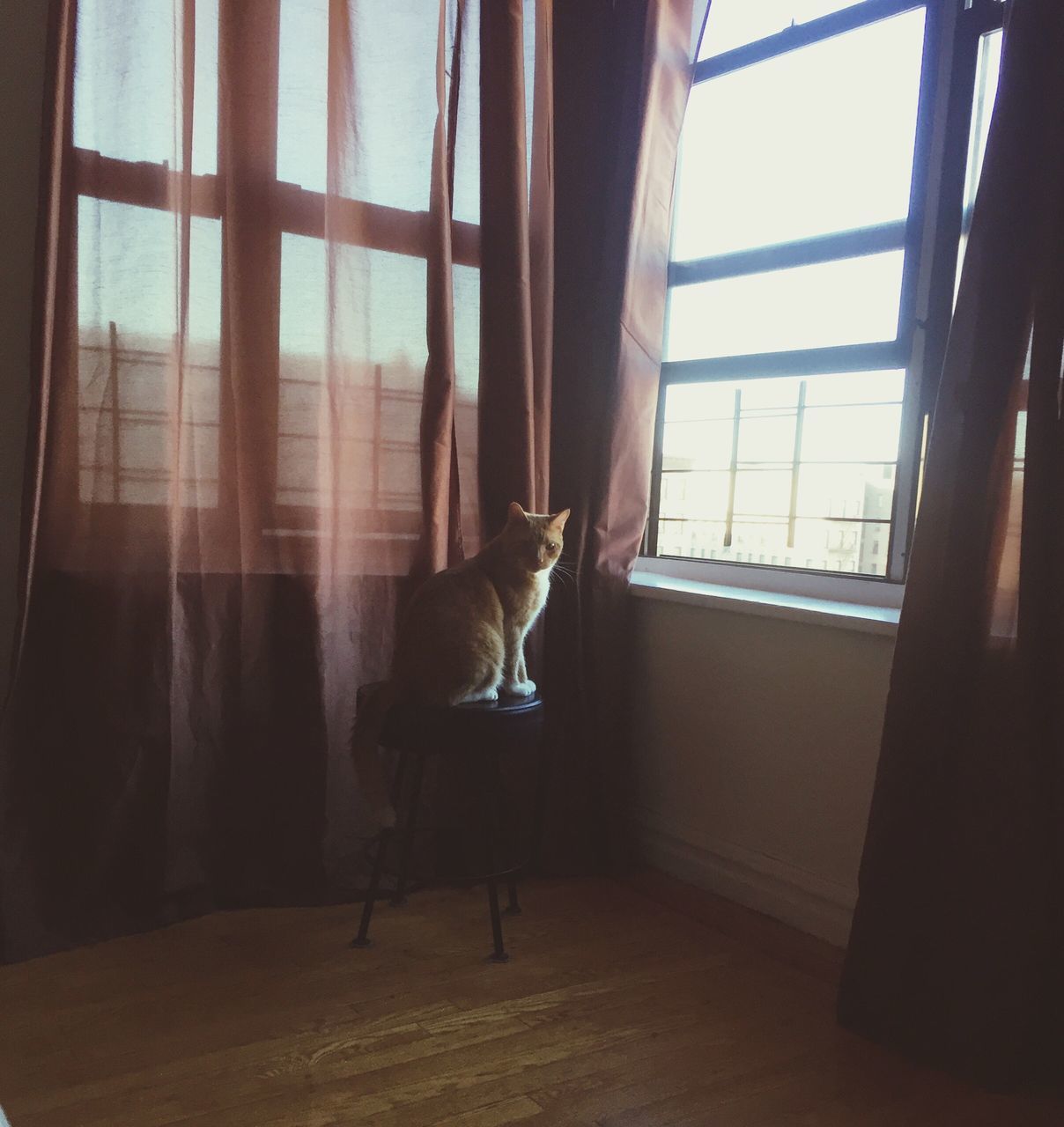 window, pets, domestic cat, curtain, domestic animals, one animal, indoors, feline, animal themes, mammal, cat, drapes, home interior, dog, full length, no people, day, siamese cat