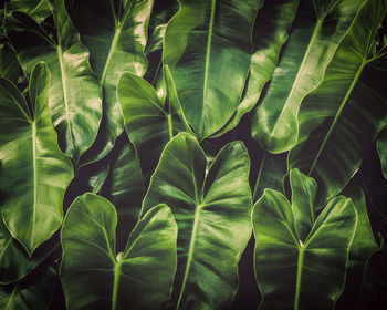 Textured of green leaves under sunlight background.