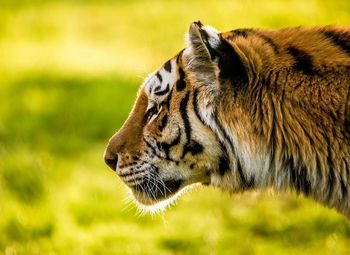 Close-up of tiger