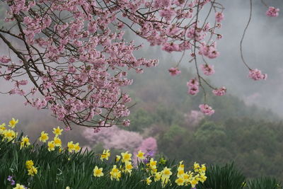 Close-up of pink flowers on branch