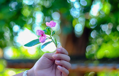 Close-up of hand holding pink flowering plant