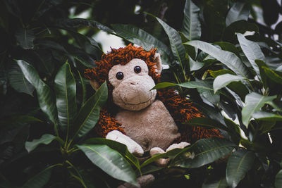 A stuffed monkey sitting on a leaf branch of a mango tree