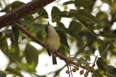 Low angle view of bird perching on tree