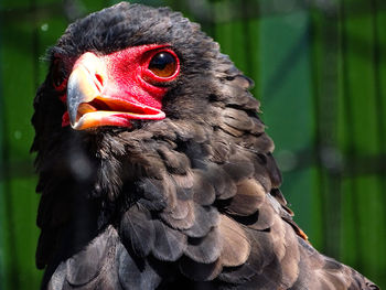 Close-up of eagle