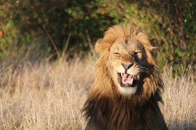 Close-up of a cat on field
