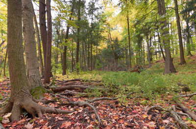 Trees in forest during autumn