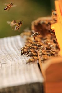 Bees on a hive