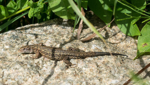 High angle view of lizard on rock