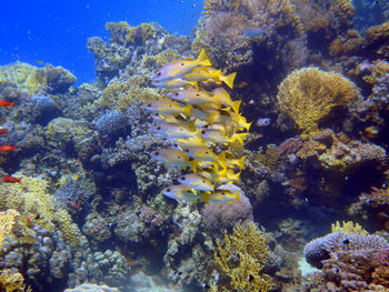 View of fish swimming in sea