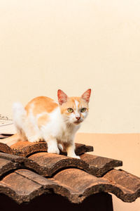 Portrait of cat sitting on wall