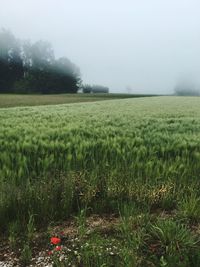 Scenic view of grassy field against sky