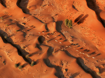 High angle view of trees on sand