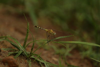 Close up shot of  single yellow dragonfly on the grass with blur background. 