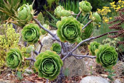 Close-up of cactus plant