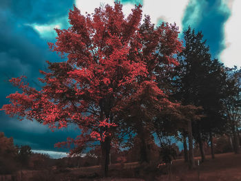 tree