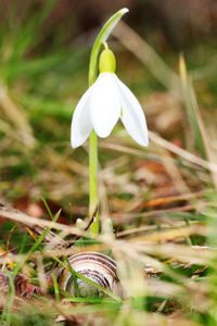 Close-up of white flower in grass