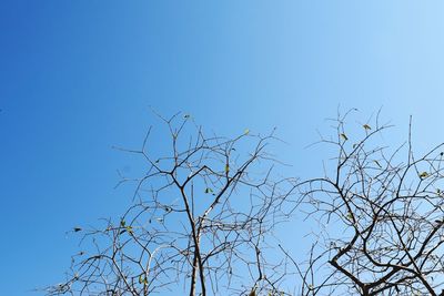 Low angle view of bare tree against clear blue sky