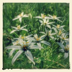 Close-up of flowers