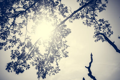 Low angle view of trees against sky