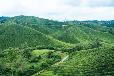 Scenic view of agricultural landscape against sky