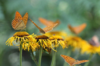 Close-up of butterfly pollinating on flower