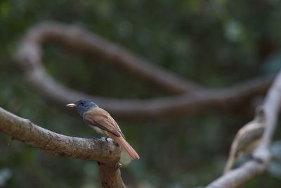 Close-up of bird perching on branch
